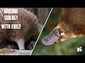 Platypus and echidna, egg-laying mammals - Serious Biology for Kids #5
