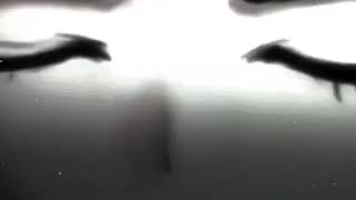 Spoilers Chiaki Nanami Edit