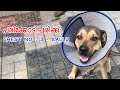     boreboel  dog leg injury
