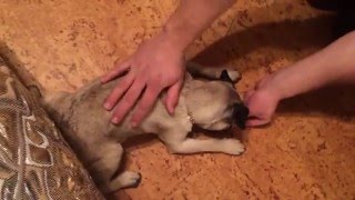Дрессировка собак! Фрэнк!команда ЛЕЖАТЬ! Мопс Фрэнк! How to teach the command to lie! Frank the Pug! Дрессировка собак! Фрэнк!команда ЛЕЖАТЬ! Мопс Фрэнк! How to teach the command to lie! Frank the Pug!