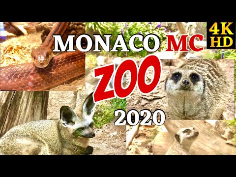 Vídeo: Zoo em Mônaco