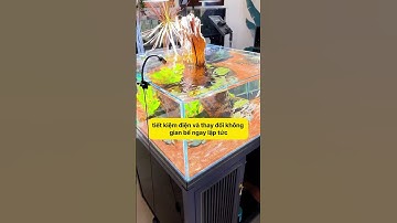 Khám Phá Bí Mật Của Đèn Cá Nhỏ Đổi Mới Bể Cá Của Bạn! #notashopvn #tuanaquarium #aquarium #fish #fyp