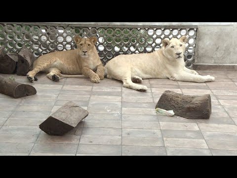 Leones como mascotas en Ciudad de México - YouTube