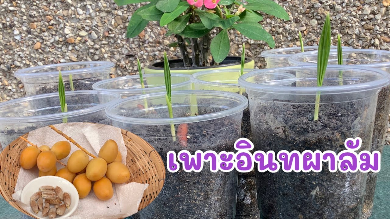 เพาะเมล็ดอินทผาลัม จากเมล็ดสด แบบง่ายๆ🌱🌱