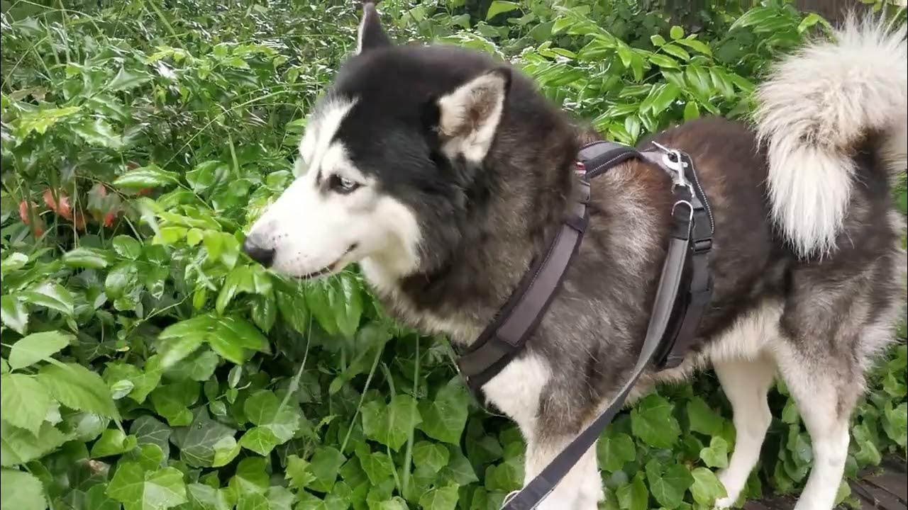 Rocky und Oleks Zwei Huskies on Tour Rocky der Veganer Veganer