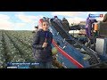 Время «рубить капусту» - в Марий Эл урожайный год!