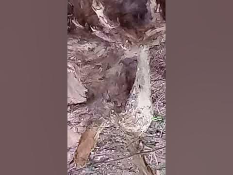 Черноглазый лев и воющий, сероглазый волк над поверженным серым ...