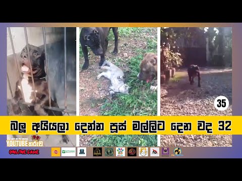 බලු අයියලා දෙන්න පූස් මල්ලිට දෙන වද - 35 - Ceylon Pet Media YouTube Star Competition