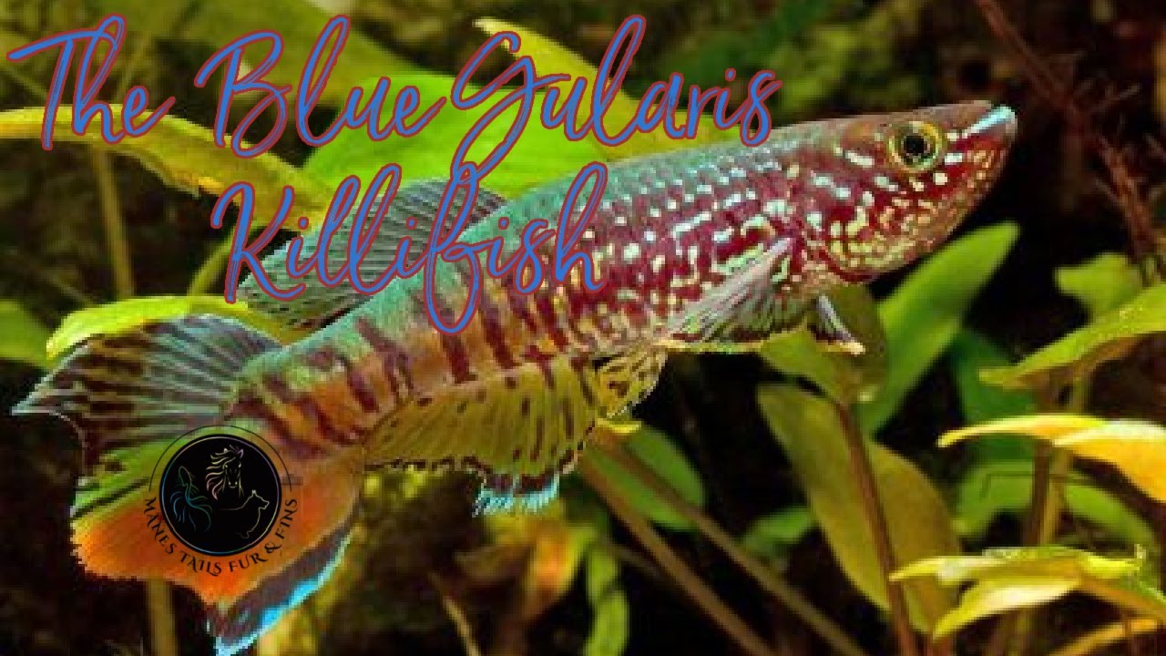 The Blue Gularis Killifish