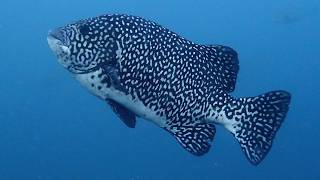 Facts The Pacific Beakfish
