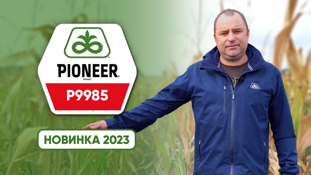 P9985 - середньопізній гібрид лінійки Optimum® AQUAmax®