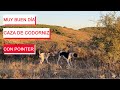 ¡¡GRAN DÍA de CAZA DE CODORNIZ!! ¡¡CON POINTER!! 2022 #cazamenor #codorniz #pointer