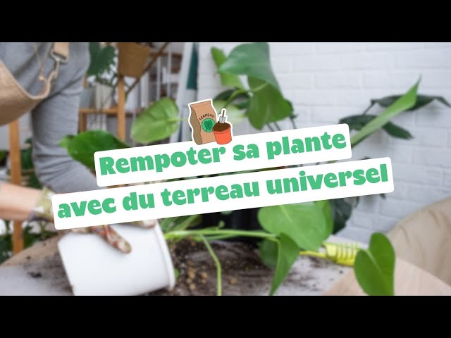 1/ Entretien et rempotage de mes plantes d'intérieur