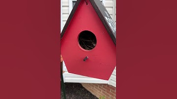 Bird created a NEST in my FRONT YARD BIRDHOUSE
