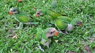 how can Tam a parrot baby?. one of the easier process.