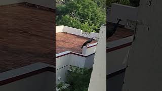 garmi😰 peacock 🦚 #trichy # tamil nadu #travel