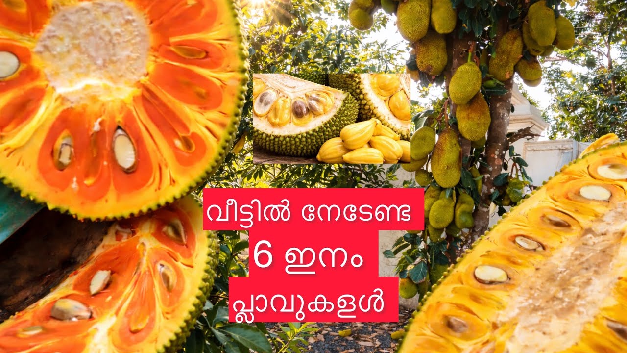 വീട്ടിൽ നട്ടുവളർത്തേണ്ട 6 നല്ലയിനം പ്ലാവുകൾ |Best 6 VarietyJack fruits|Top 6 Jackfruit variety•