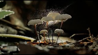 Evolution of Fungi