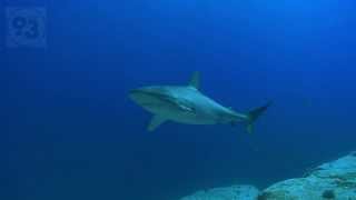 Kermadec Islands: pristine, abundant, unique