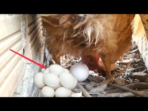 Quá Trình Gà Đẻ Trứng Như Thế Nào| chicken lays egg| @HOANG TUAN TV | Foci