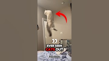 "Top 5 Smartest Cats 🤠 Genius Cat Facts That Will Amaze You" #catnews #adoptcat #smartcats