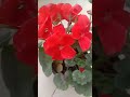 Gerenium flower