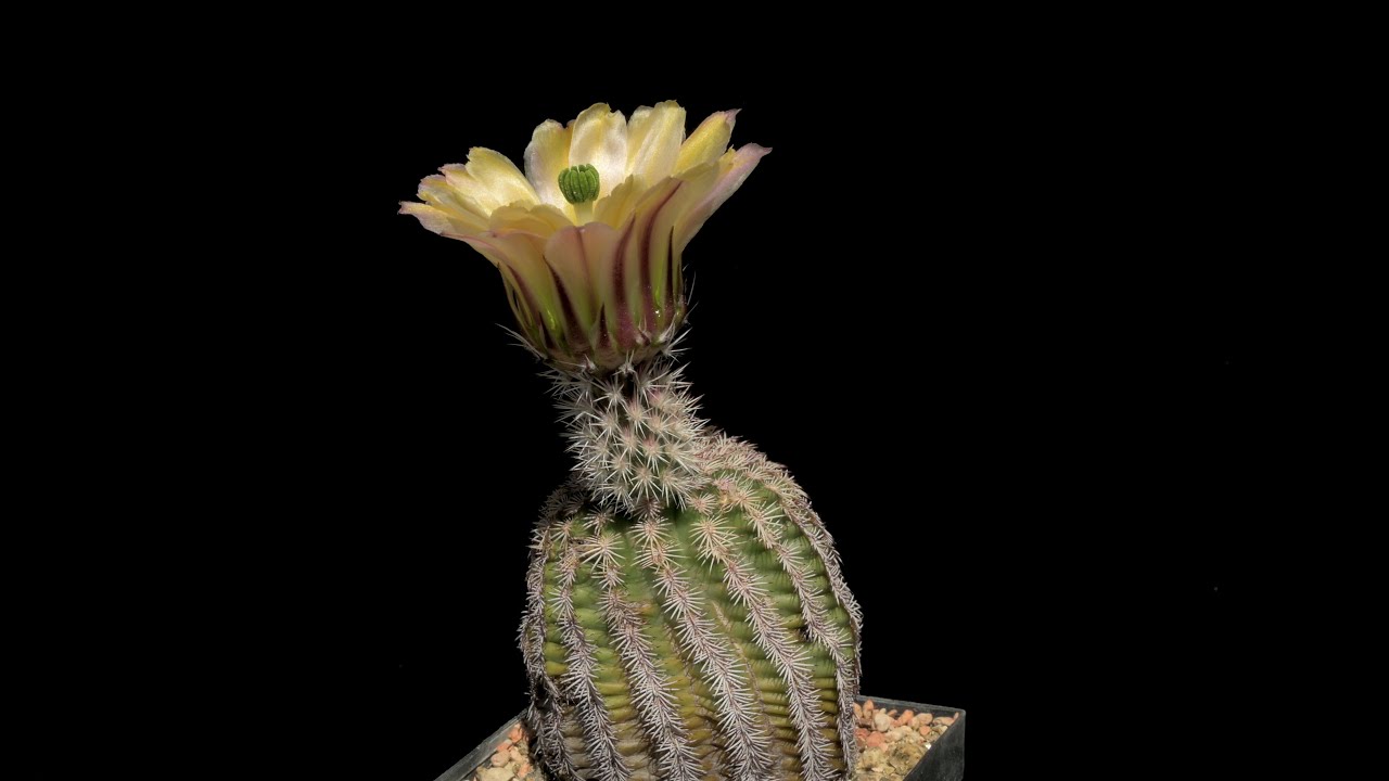 Echinocereus pectinatus, Mexico, Detras