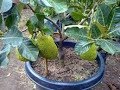 Graftng Technique on Jackfruit Tree
