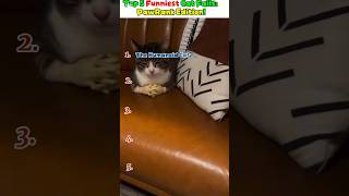 Top 5 Funniest Cat Fails: PawRank Edition! #funny #memes #cat #sadanimalfacts #funnymoment