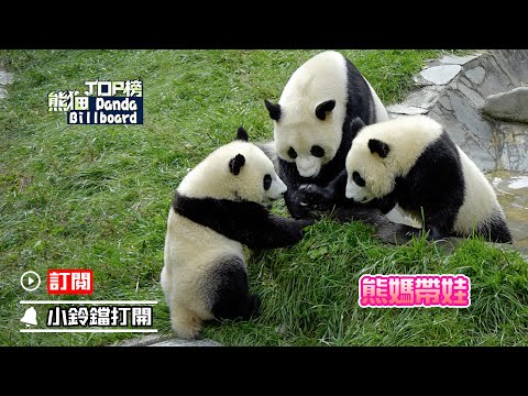 《熊貓Top榜》318期 看“硬核”熊媽如何帶娃 | iPanda熊貓頻道