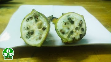 Những công dụng đáng quý của rượu chuối hột - Rượu chuối hột chữa sỏi thận diệu kỳ