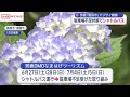 秋田・男鹿「雲昌寺」のアジサイ観覧 ピークにあわせてシャトルバス運行 駐車場不足に対応 (2026/06/13 18:32)