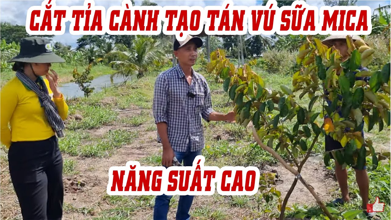 Cách cắt tỉa cành vú sữa tím Mica nhanh phát triển - Năng suất cao | SIÊU THỊ CÂY GIỐNG WELOFARM