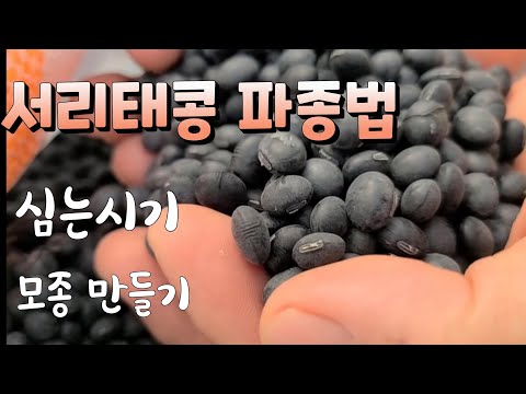 서리태콩 파종시기,서리태모종으로 다수확 방법.서리태 재배법, frost-toothed