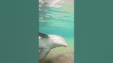 What do dolphins really sound like underwater?!