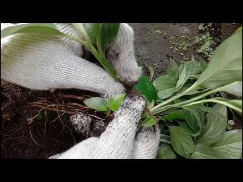 ቪዲዮ: Spathiphyllum transplantation በቤት ውስጥ፡ ባህሪያት፣ ምክሮች