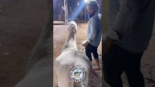 Sartaj The Heaviest Sojat Khassi#bakra #sojatbakra #bakraeid #goat #heavyweight #goatfarming #shorts