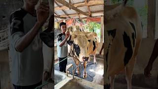 গরুটা ফাইট করার জন্য রেডি করা হচ্ছে #cow #shorts