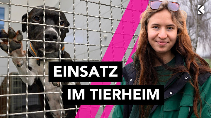 Tierheim-Alltag: Verlassen, gerettet – und auf der Suche nach einem Zuhause
