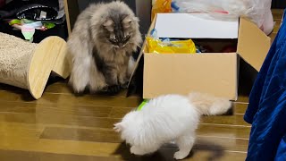 先住猫にやんのかステップで挑む子猫 / Kitten challenging senior by おチビキンモコちゃんねる 5,747 views 4 months ago 3 minutes, 6 seconds