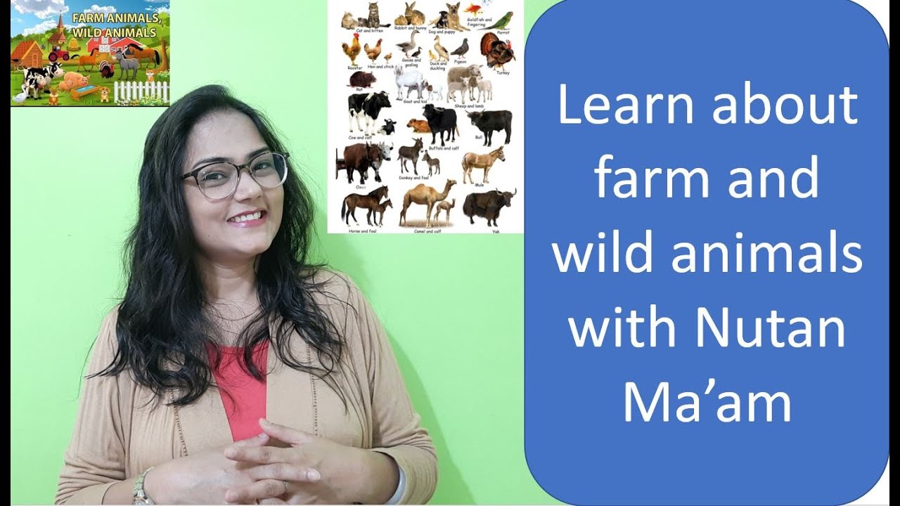Animal videos | Farm vs Wild Animals | Types of animals | Teaching the