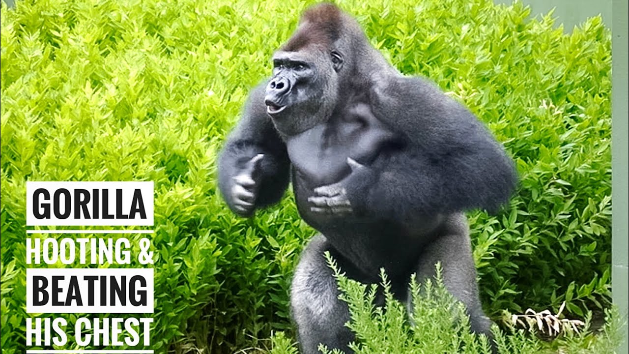 Молодой самец гориллы, спина которого становится серебристой | Нене | Группа Шабни
