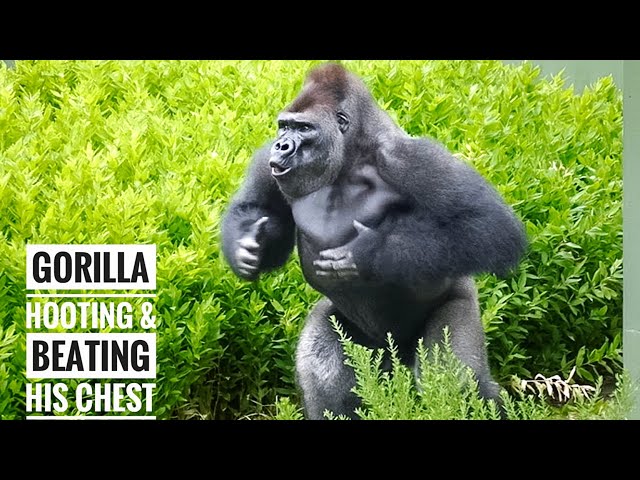 Young Male Gorilla whose back is turning silver | Nene | The
