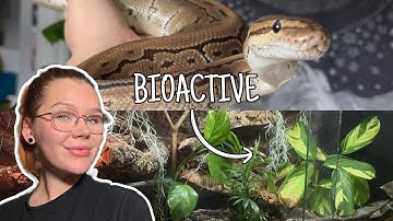 This Bioactive BALL PYTHON Enclosure is Unreal!.. | Full Set Up and Walkthrough