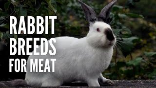 The 15 Best Rabbit Breeds for Meat