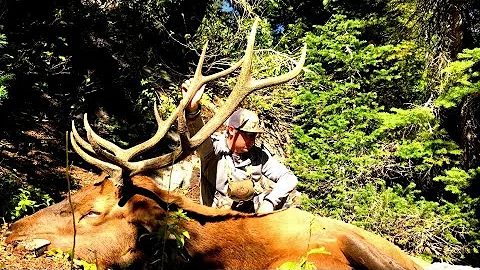 Utah Muzzleloader Elk Hunt. Rutting Bugling Bulls