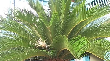 Bird Nest in a Sago Palm