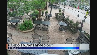 Champaign restaurant asks for help after cameras catch teens damaging property