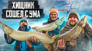 видео: ХИЩНИК СОШЁЛ С УМА картинка: ХИЩНИК СОШЁЛ С УМА