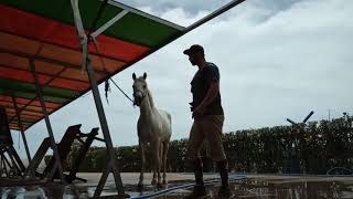 شاهدوا كيف يمكنك استحمام الحصان